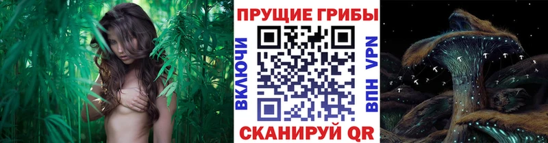 Псилоцибиновые грибы ЛСД  где найти   Будённовск 